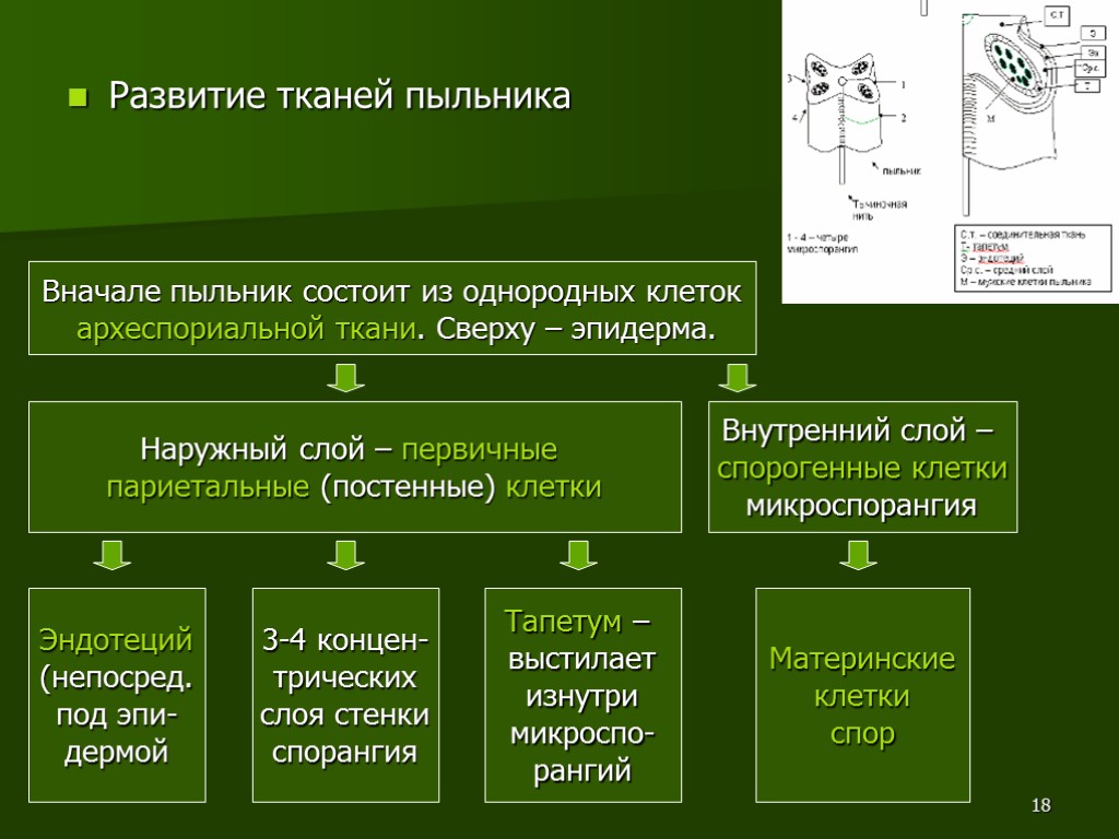 18 Развитие тканей пыльника Вначале пыльник состоит из однородных клеток археспориальной ткани. Сверху –